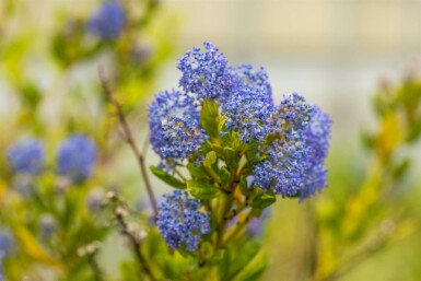 Säckelblume Ceanothus impressus 'Victoria' Strauch 25-30 C2 Ceanothus impressus 'Victoria' Strauch 25-30 cm