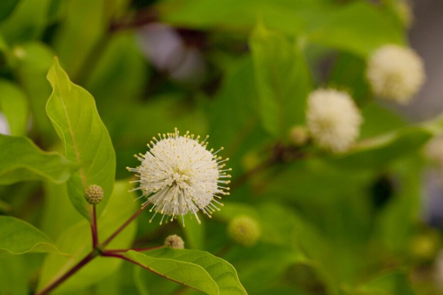 Knopfbusch Cephalanthus occidentalis Strauch 80-100 C35 Cephalanthus occidentalis Strauch 80-100 cm