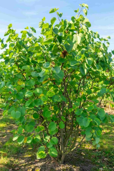 Kanadischer judasbaum Cercis canadensis Strauch 40-60 C3 Cercis canadensis Strauch 40-60 cm