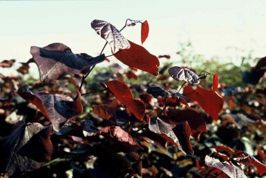 Cercis canadensis 'Forest Pansy' Strauch 80-100 cm