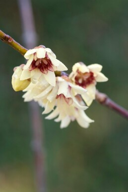 Chimonanthus praecox Strauch 100-125 cm