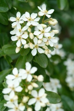 Choisya ternata Strauch 50-60 cm