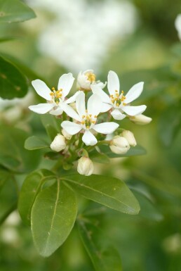 Choisya ternata Strauch 50-60 cm