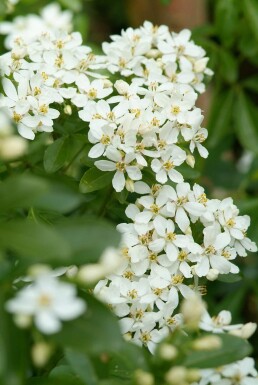 Choisya ternata Strauch 60-80 cm