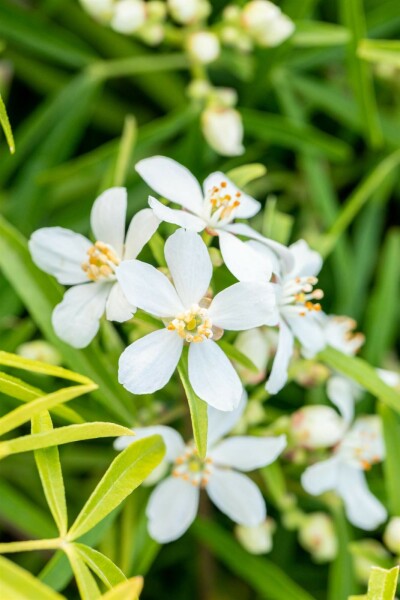 Orangenblume 'Aztec Pearl' Choisya ternata 'Aztec Pearl' Strauch 60-80 C7,5 Choisya ternata 'Aztec Pearl' Strauch 60-80 cm