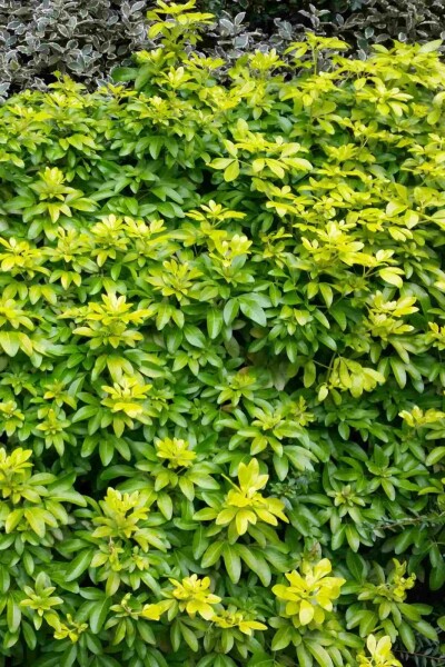 Choisya ternata 'Sundance' Strauch 25-30 cm