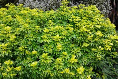 Choisya ternata 'Sundance' Strauch 40-50 cm