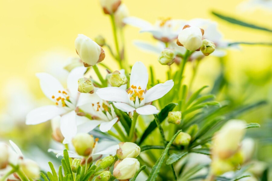 Mexikanische orangenblume Choisya ternata 'White Dazzler' Strauch 25-30 C3 Choisya ternata 'White Dazzler' Strauch 25-30 cm