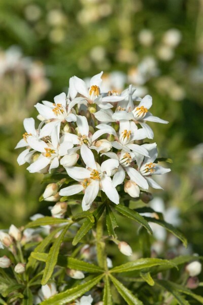 Mexikanische orangenblume Choisya ternata 'White Dazzler' Strauch 25-30 C5 Choisya ternata 'White Dazzler' Strauch 25-30 cm