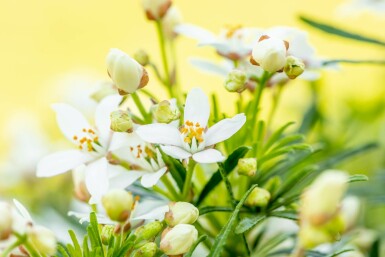 Choisya ternata 'White Dazzler' Strauch 35-40 cm