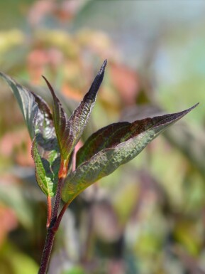 Cornus alba 'Kesselringii' Strauch 50-60 cm
