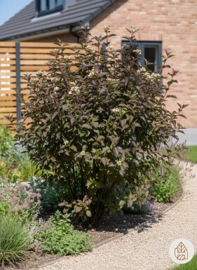 Cornus alba 'Kesselringii' Strauch 100-125 cm