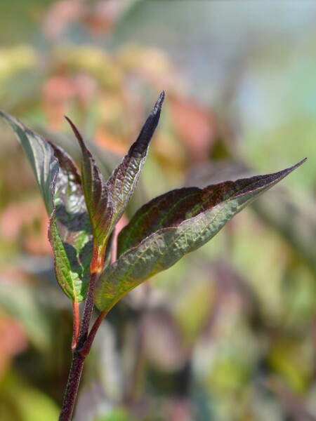 Cornus alba 'Kesselringii' Strauch 125-150 cm