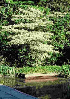 Cornus controversa 'Variegata' Strauch 150-175 cm