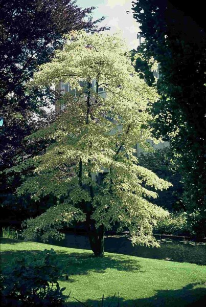 Cornus controversa 'Variegata' Strauch 125-150 cm