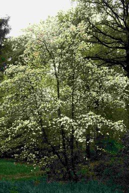 Cornus kousa Strauch 100-120 cm