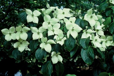Cornus kousa 'China Girl' Strauch 60-80 cm