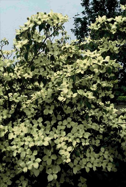 Chinesischer Blumen-Hartriegel 'China Girl' Cornus kousa 'China Girl' Strauch 150-175 C20 Cornus kousa 'China Girl' Strauch 150-175 cm