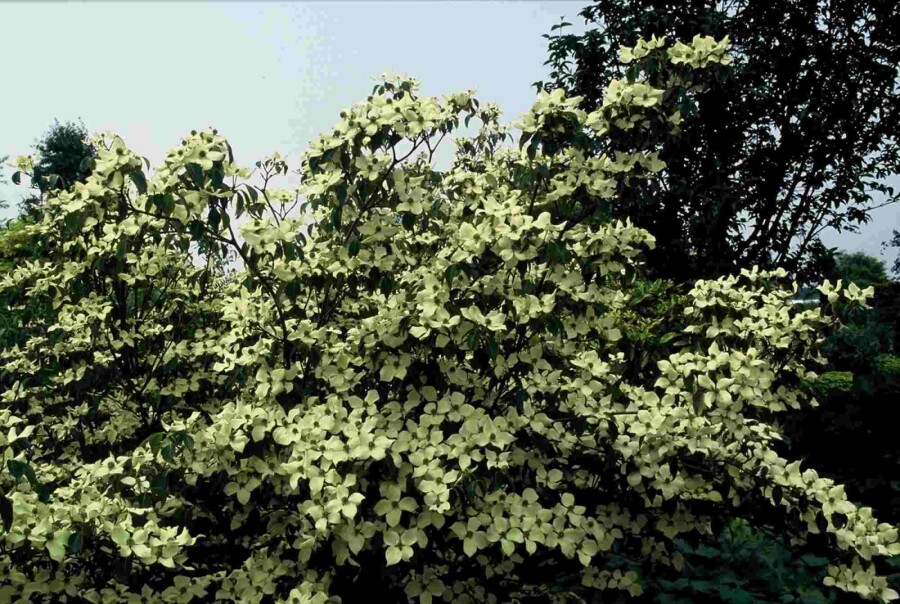 Chinesischer Blumen-Hartriegel 'China Girl' Cornus kousa 'China Girl' Strauch 150-175 C20 Cornus kousa 'China Girl' Strauch 150-175 cm