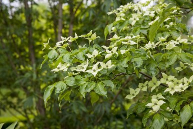 Chinesische Kornelkirsche Cornus kousa chinensis Strauch 80-100 Cornus kousa chinensis Strauch 80-100 cm