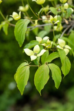 Chinesische Kornelkirsche Cornus kousa chinensis Strauch 80-100 Cornus kousa chinensis Strauch 80-100 cm