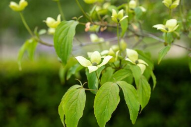 Chinesische Kornelkirsche Cornus kousa chinensis Strauch 80-100 Cornus kousa chinensis Strauch 80-100 cm