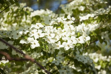 Chinesische Kornelkirsche Cornus kousa chinensis Strauch 80-100 Cornus kousa chinensis Strauch 80-100 cm