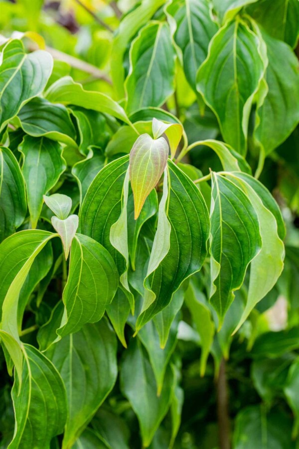 Chinesische Kornelkirsche Cornus kousa chinensis Strauch 125-150 C15 Cornus kousa chinensis Strauch 125-150 cm