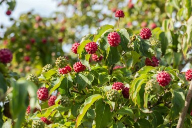Chinesischer Blumen-Hartriegel Cornus kousa 'Milky Way' Strauch 60-80 C5 Cornus kousa 'Milky Way' Strauch 60-80 cm