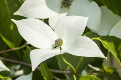 Cornus kousa 'Milky Way' Strauch 60-80 cm