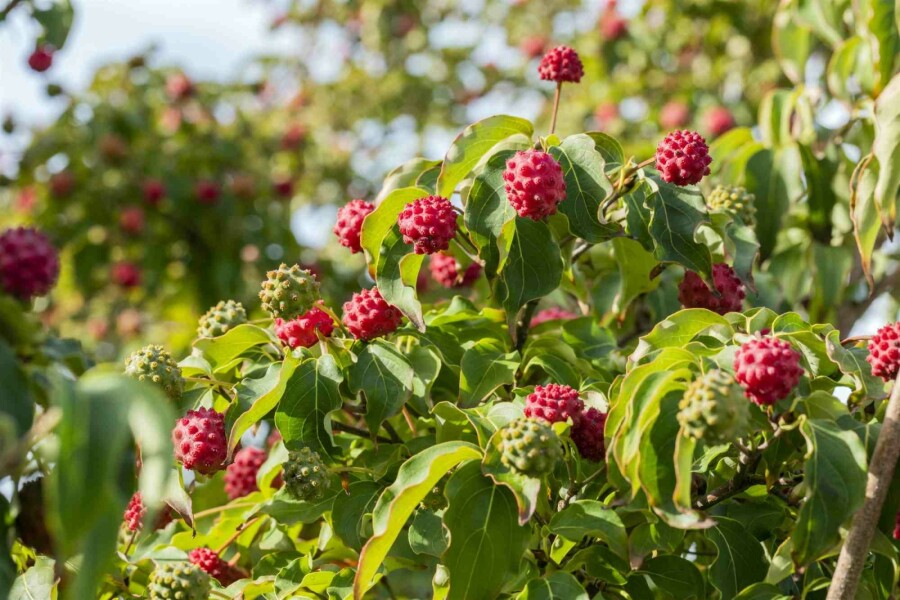 Chinesischer Blumen-Hartriegel Cornus kousa 'Milky Way' Strauch 150-175 C20 Cornus kousa 'Milky Way' Strauch 150-175 cm