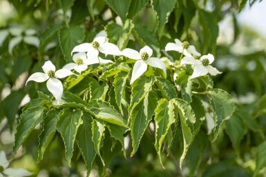 Chinesischer Blumen-Hartriegel Cornus kousa 'Milky Way' Strauch 150-175 C20 Cornus kousa 'Milky Way' Strauch 150-175 cm