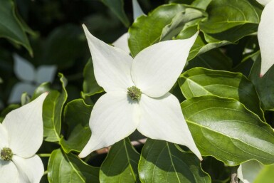 Cornus kousa 'Milky Way' Strauch 175-200 cm