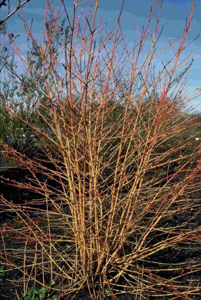 Roter Hartriegel 'Midwinter Fire' Cornus sanguinea 'Midwinter Fire' Strauch 150-175 C20 Cornus sanguinea 'Midwinter Fire' Strauch 150-175 cm