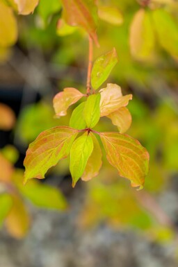 Cornus sanguinea 'Winter Beauty' Strauch 40-60 cm