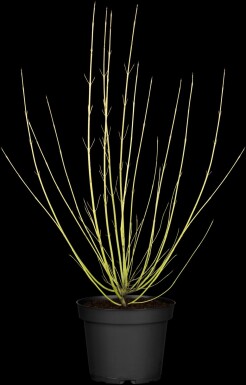 Gelber hartriegel Cornus sericea 'Flaviramea' Strauch 40-60 C2 Cornus sericea 'Flaviramea' Strauch 40-60 cm