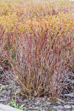 Roter hartriegel Cornus sericea 'Kelseyi' Strauch 30-40 C2 Cornus sericea 'Kelseyi' Strauch 30-40 cm