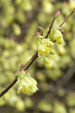 Glockenhasel Corylopsis pauciflora Strauch 30-40 C7,5 Corylopsis pauciflora Strauch 30-40 cm