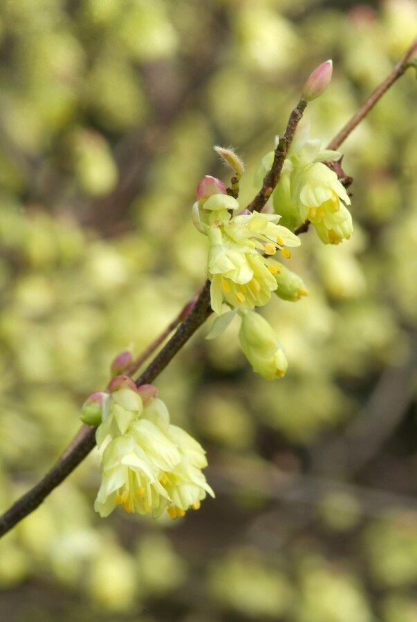 Glockenhasel Corylopsis pauciflora Strauch 40-50 C7,5 Corylopsis pauciflora Strauch 40-50 cm
