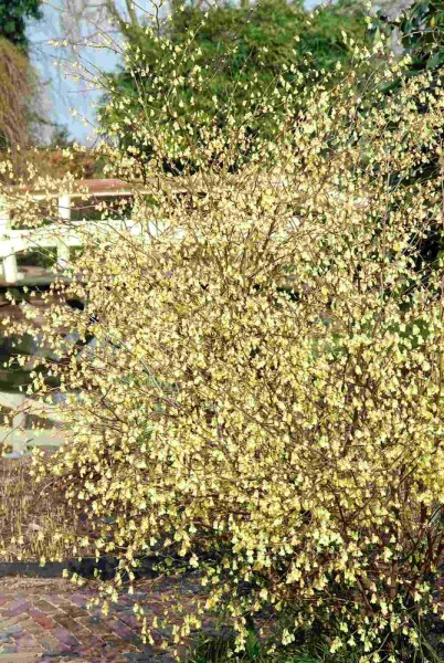 Glockenhasel Corylopsis pauciflora Strauch 125-150 C20 Corylopsis pauciflora Strauch 125-150 cm