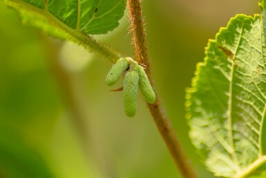 Gewöhnliche Hasel Corylus avellana Strauch 100-125 C7,5 Corylus avellana Strauch 100-125 cm