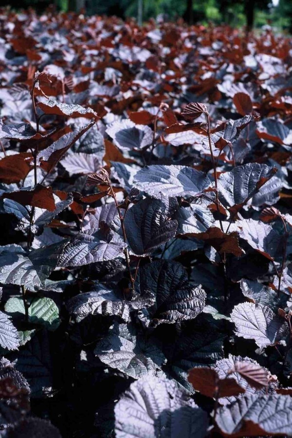 Purpur-Hasel Corylus maxima 'Purpurea' Strauch 175-200 C10 Corylus maxima 'Purpurea' Strauch 175-200 cm