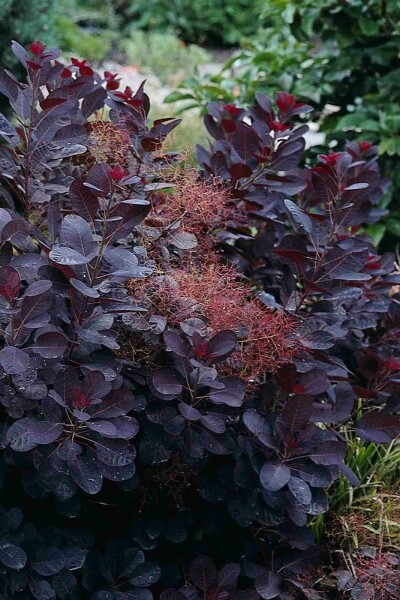 Roter Perückenstrauch Cotinus coggygria 'Royal Purple' Strauch 80-100 C7,5 Cotinus coggygria 'Royal Purple' Strauch 80-100 cm