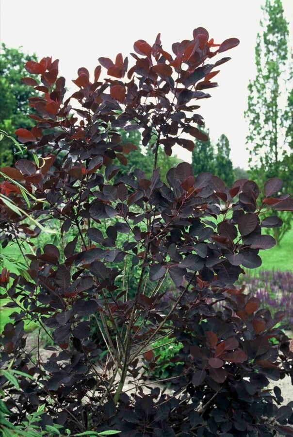 Roter Perückenstrauch Cotinus coggygria 'Royal Purple' Strauch 80-100 C7,5 Cotinus coggygria 'Royal Purple' Strauch 80-100 cm