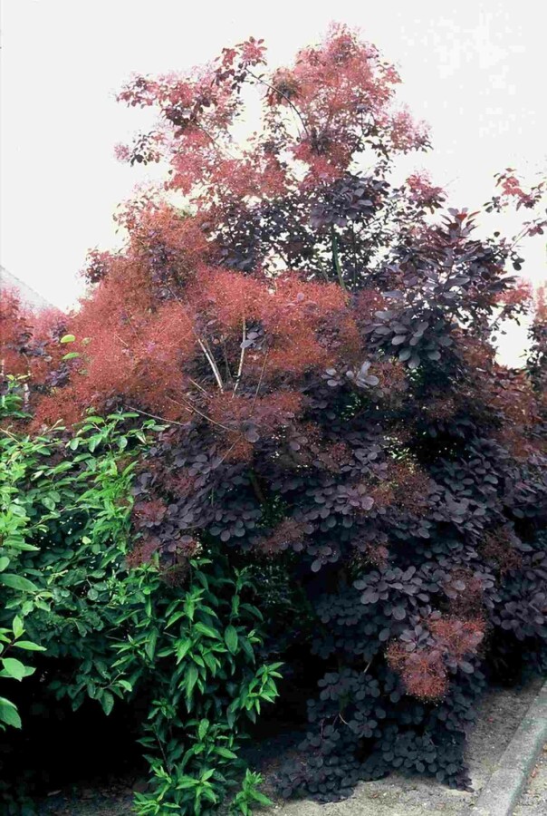 Roter Perückenstrauch Cotinus coggygria 'Royal Purple' Strauch 100-125 C20 Cotinus coggygria 'Royal Purple' Strauch 100-125 cm