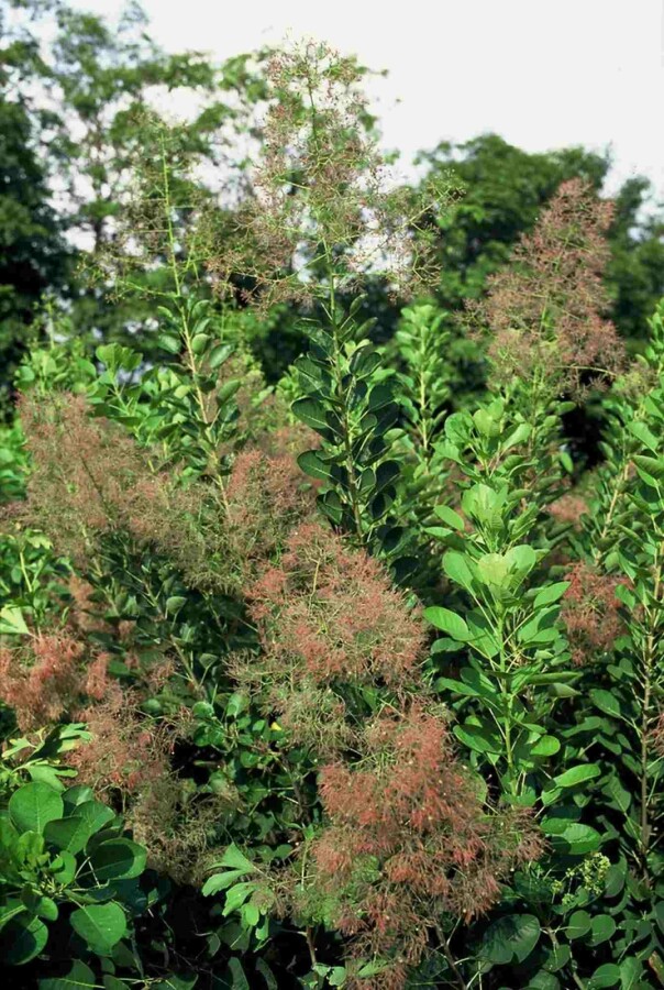 Perückenstrauch 'Young Lady' Cotinus coggygria 'Young Lady' Strauch 100-125 C20 Cotinus coggygria 'Young Lady' Strauch 100-125 cm