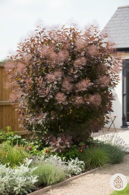 Cotinus 'Grace' Strauch 40-50 cm