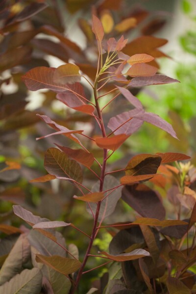 Cotinus 'Grace' Strauch 100-125 cm
