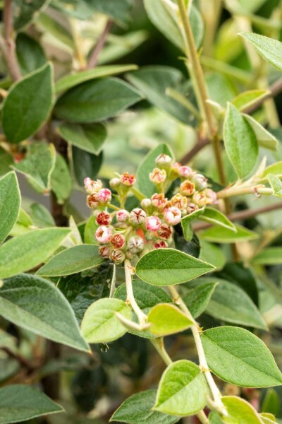 Cotoneaster franchetii Strauch 40-50 cm