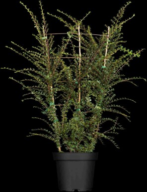 Cotoneaster horizontalis Strauch 30-40 cm